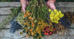 Alchimiste en herbe - Recherche de produit